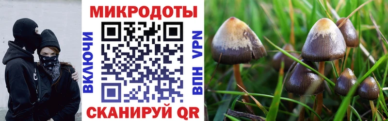 Галлюциногенные грибы Psilocybe  Армавир 